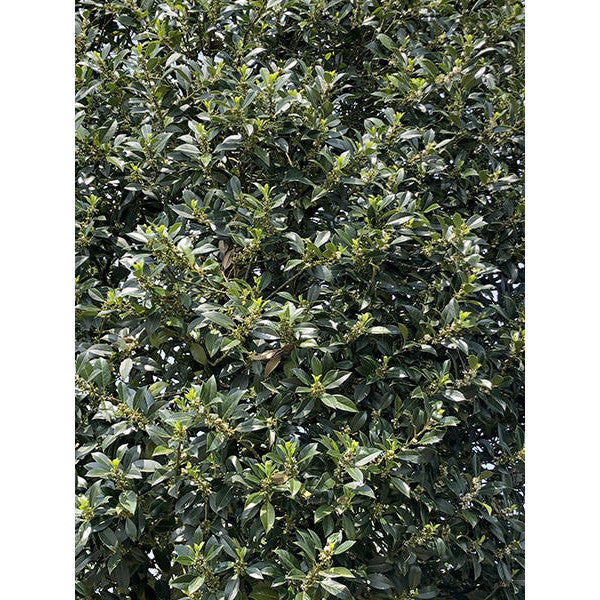 Ilex aquifolium 'Limsi'