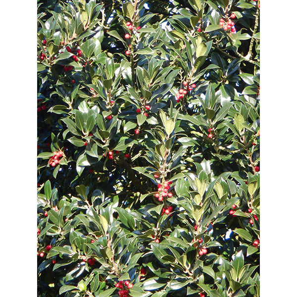 Ilex aquifolium 'Limsi'