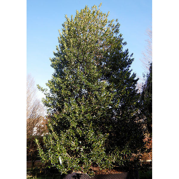 Ilex aquifolium 'Limsi'