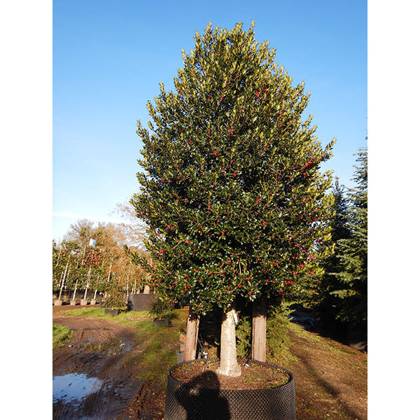 Ilex aquifolium 'Limsi'