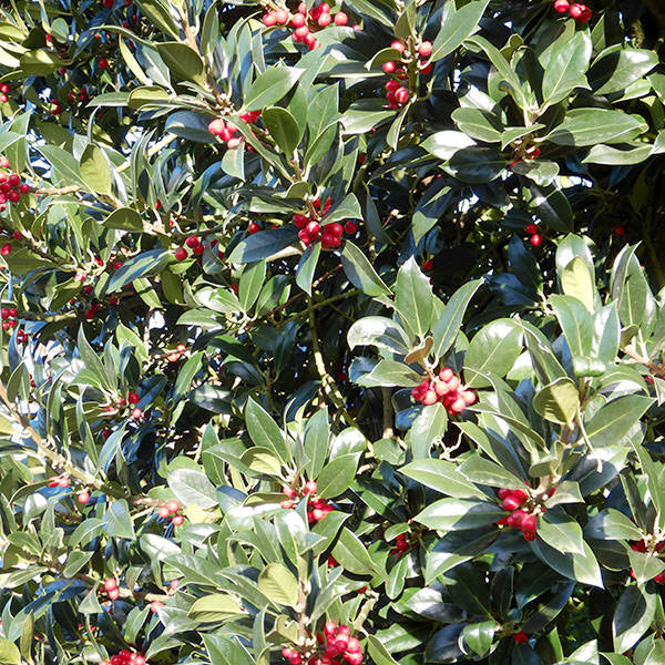 Ilex aquifolium 'Limsi'
