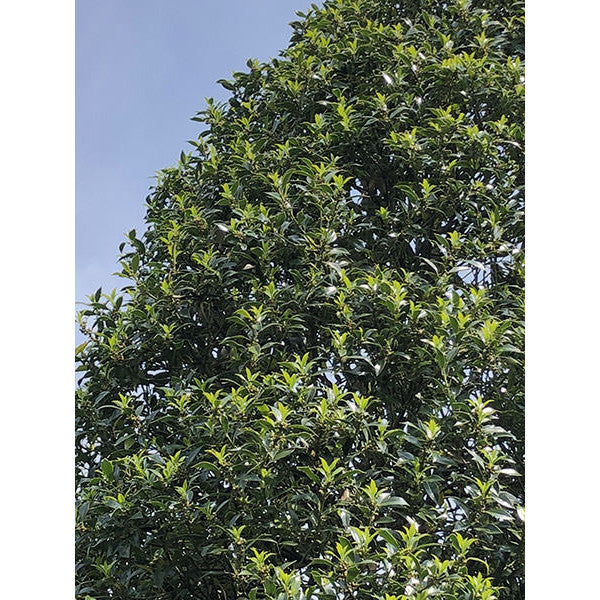 Ilex aquifolium 'Limsi'