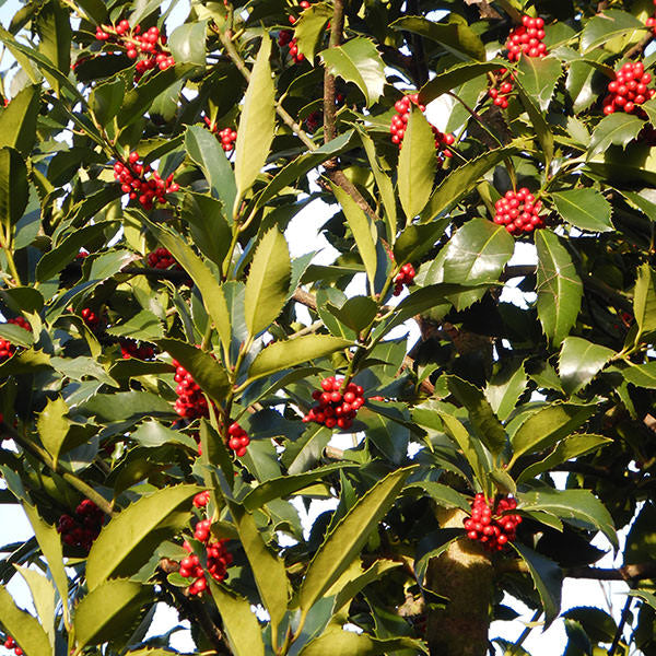 Ilex koehneana 'Chestnut Leaf'