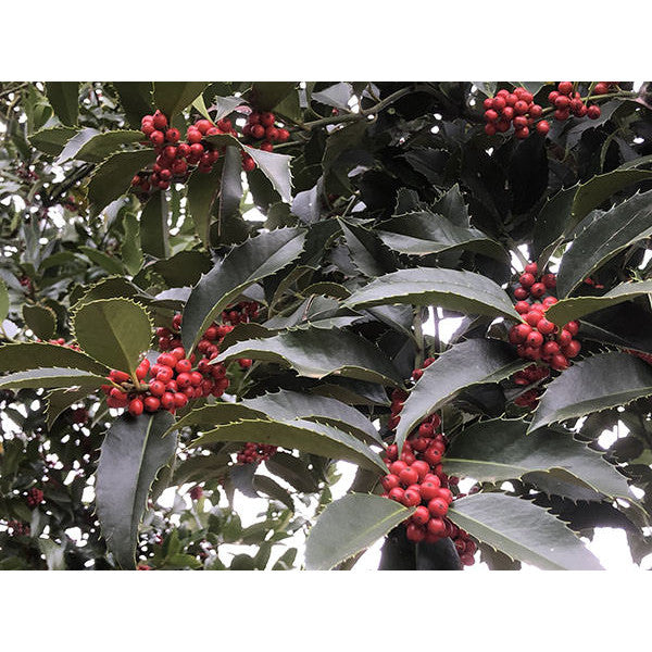 Ilex koehneana 'Chestnut Leaf'
