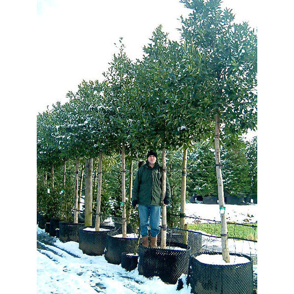 Ilex koehneana 'Chestnut Leaf'