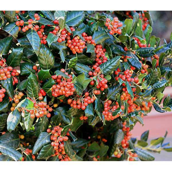 Ilex 'Nellie R. Stevens'