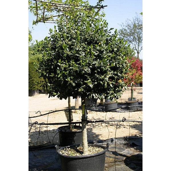 Ilex 'Nellie R. Stevens'