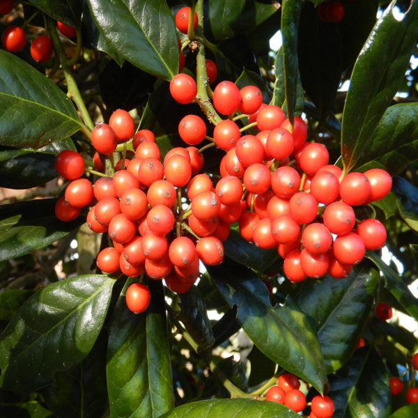 Ilex 'Nellie R. Stevens'