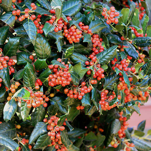 Ilex 'Nellie R Stevens' (Hedging)