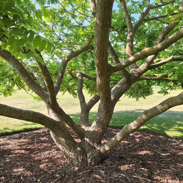 Juglans nigra