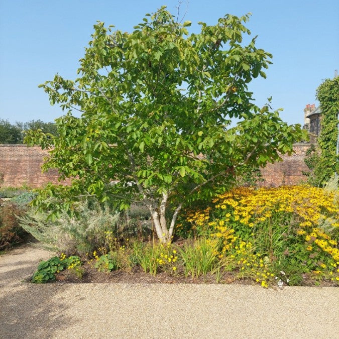 Juglans regia