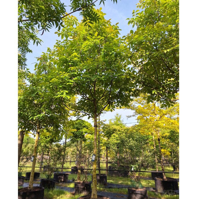 Juglans regia