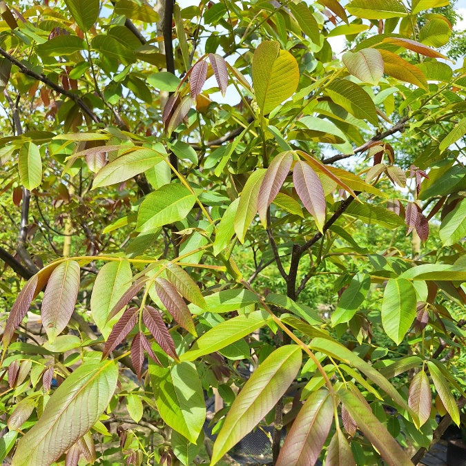 Juglans regia