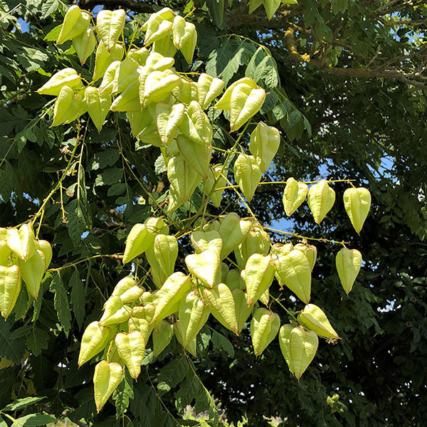 Koelreuteria paniculata