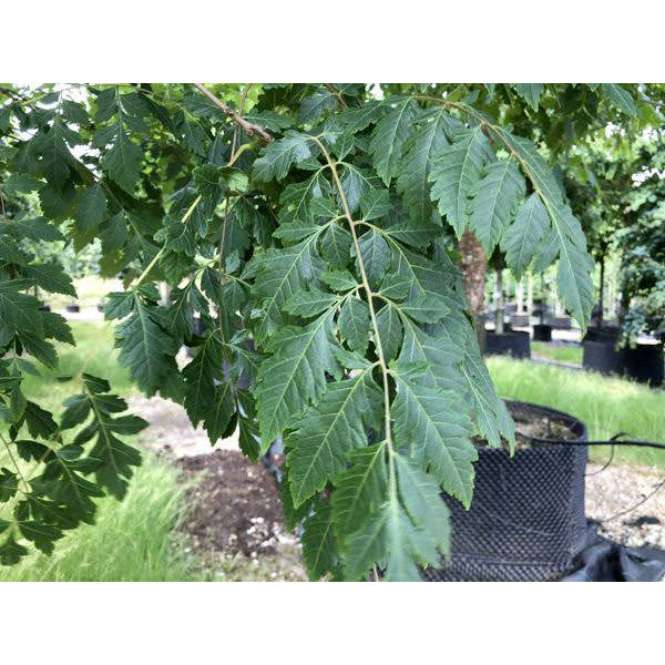 Koelreuteria paniculata