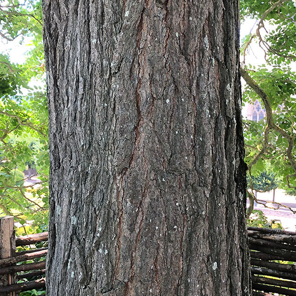 Koelreuteria paniculata