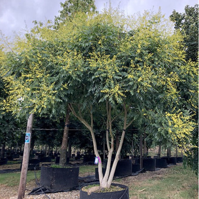 Koelreuteria paniculata