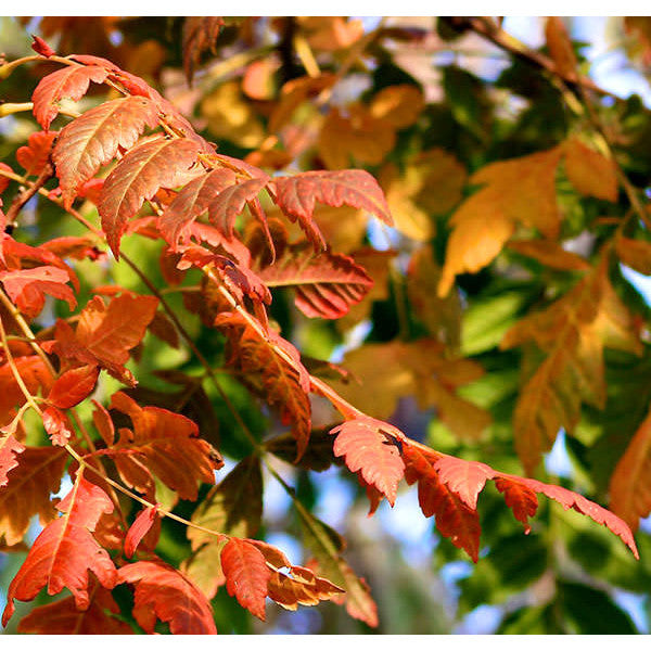 Koelreuteria paniculata