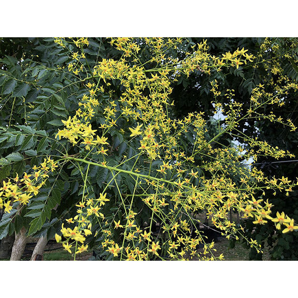 Koelreuteria paniculata