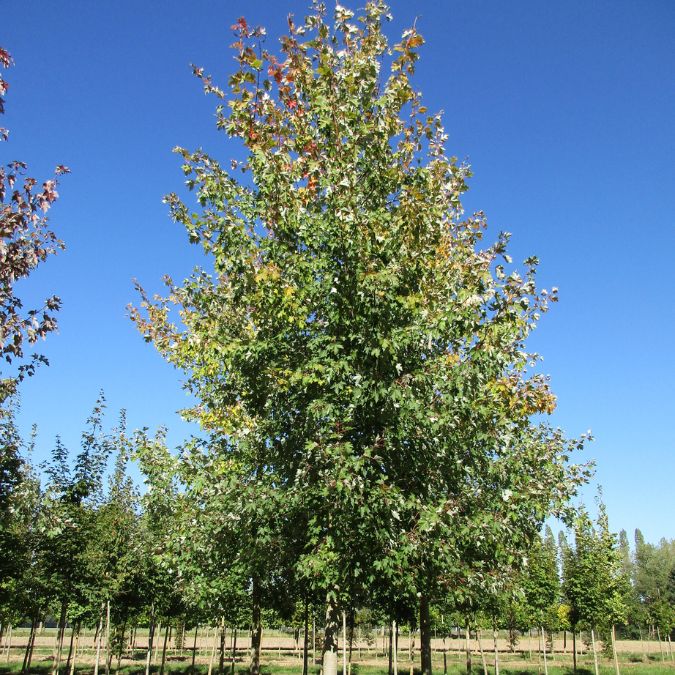 Acer saccharinum 'Floriade 2012'
