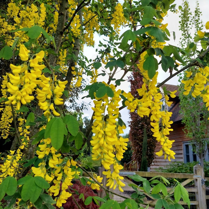 Laburnum anagyroides