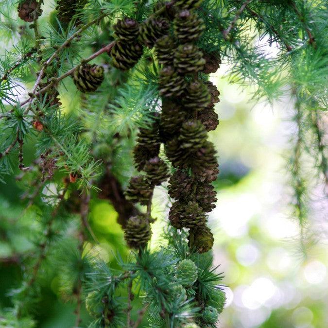 Larix kaempferi