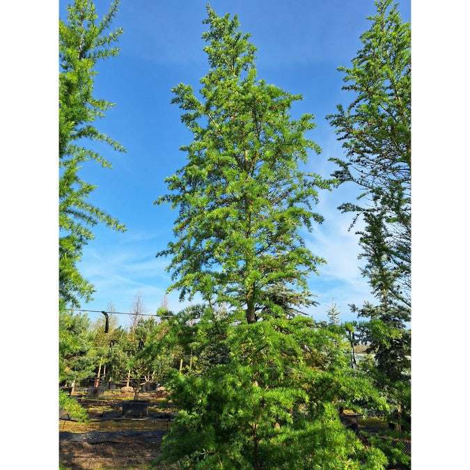 Larix kaempferi