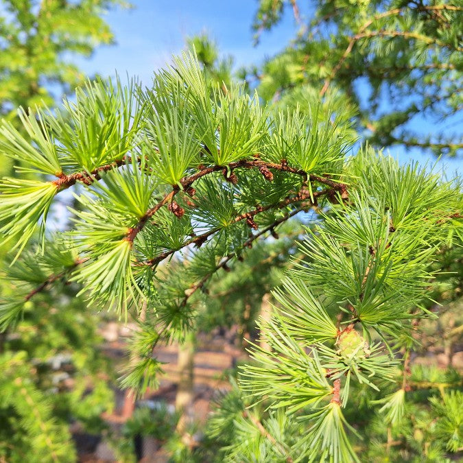 Larix kaempferi