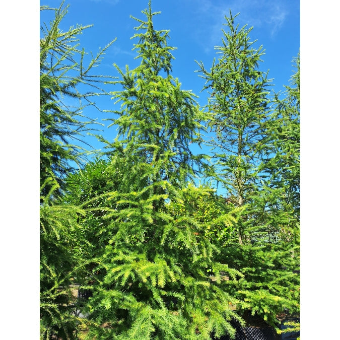 Larix kaempferi