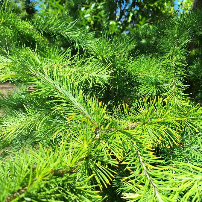 Larix kaempferi