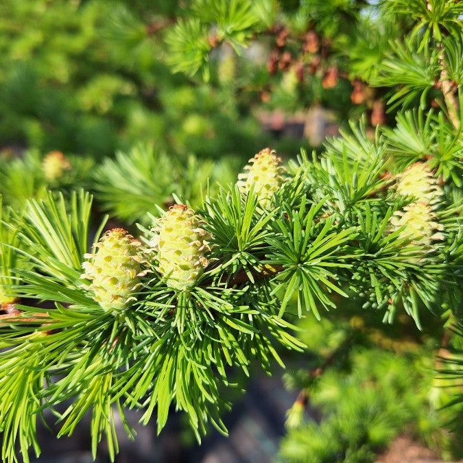 Larix kaempferi