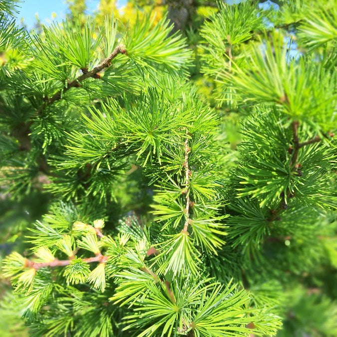 Larix kaempferi