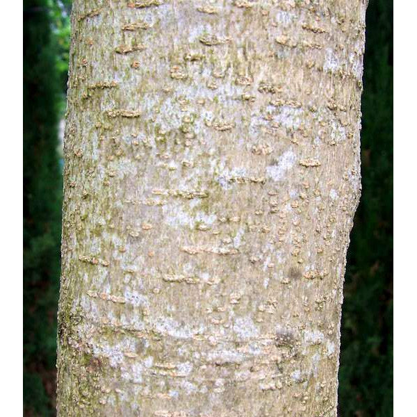 Ligustrum japonicum