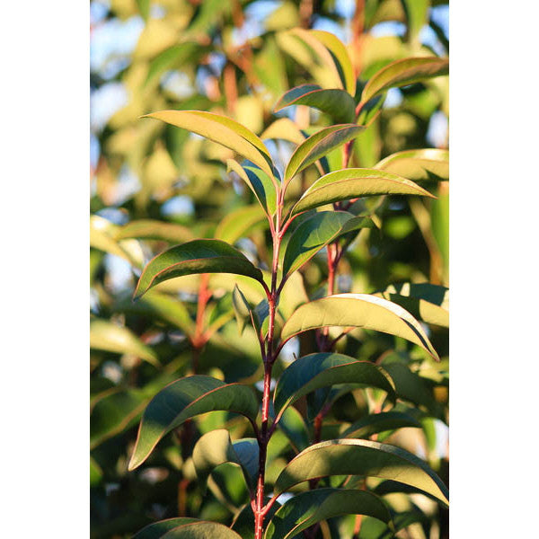 Ligustrum japonicum
