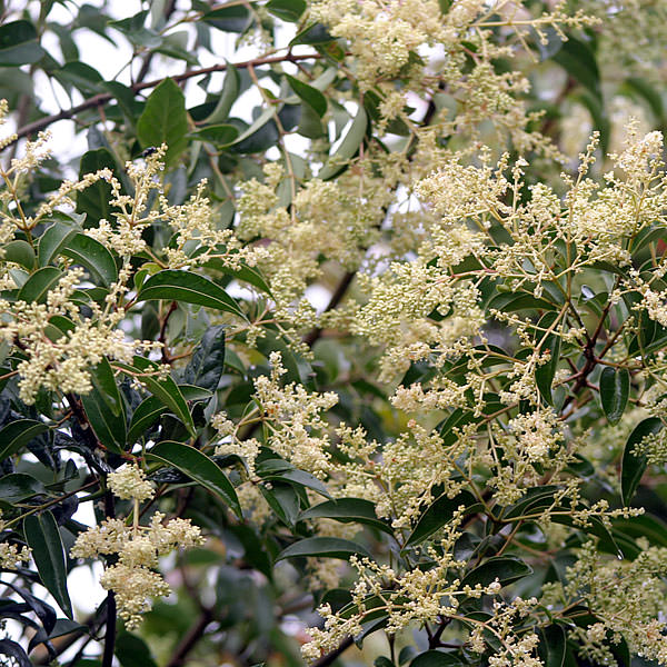 Ligustrum japonicum