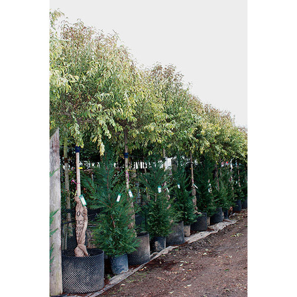 Ligustrum luc. 'Excelsum superbum'