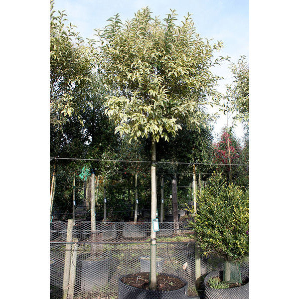 Ligustrum luc. 'Excelsum superbum'