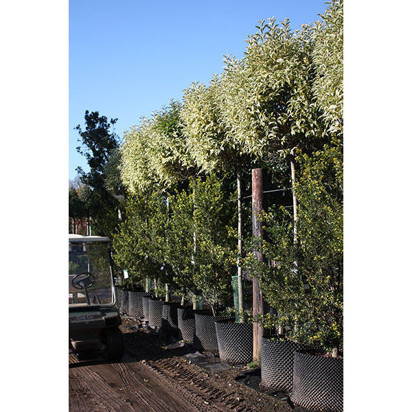 Ligustrum luc. 'Excelsum superbum'