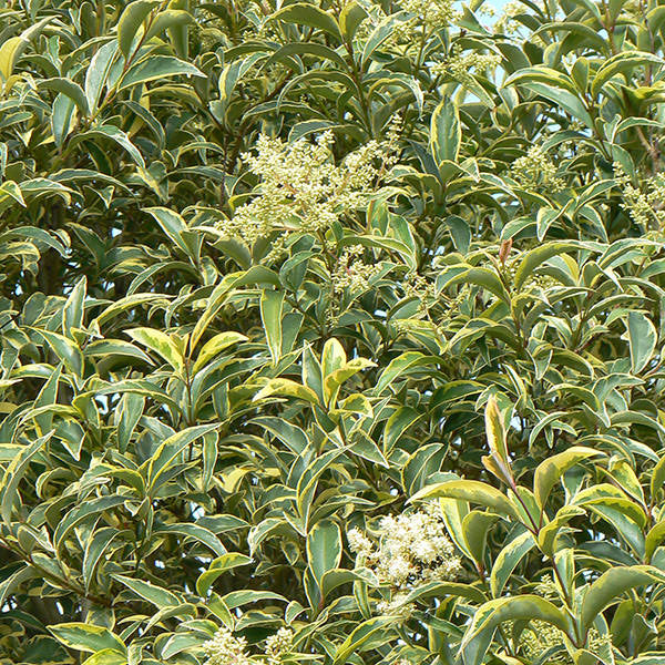 Ligustrum luc. 'Excelsum superbum'