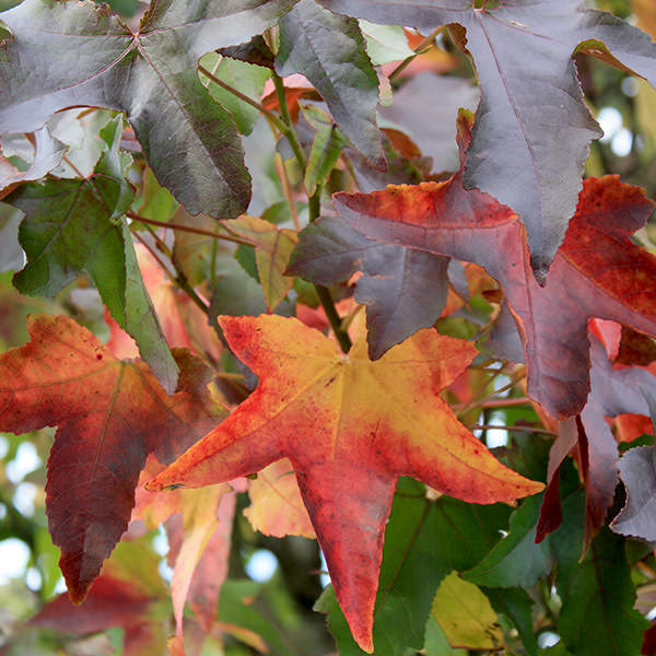 Liquidambar styraciflua