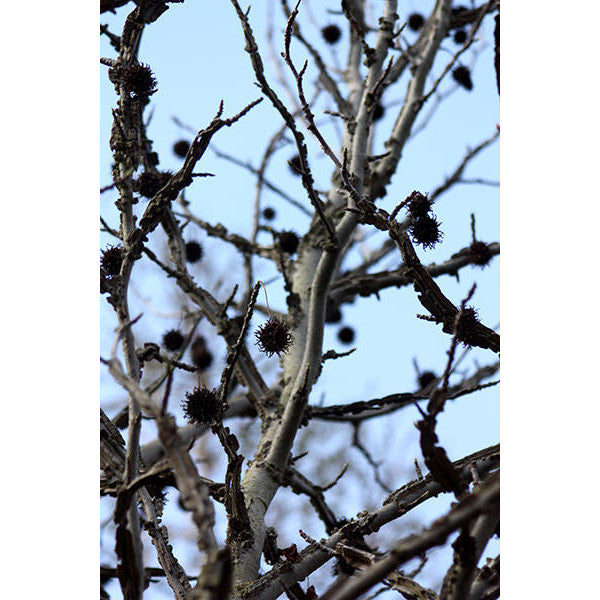 Liquidambar styraciflua