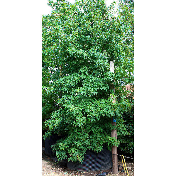 Liquidambar styraciflua