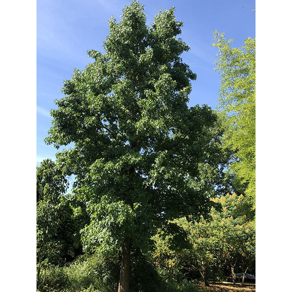 Liquidambar styraciflua