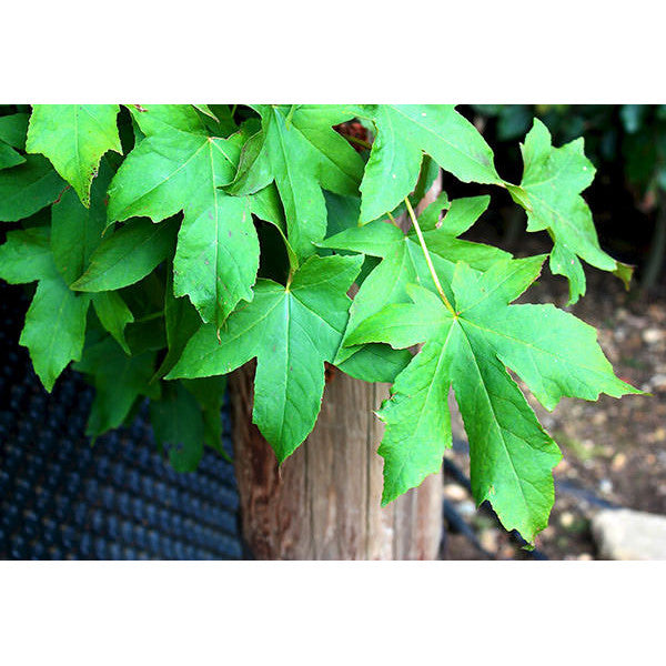 Liquidambar styraciflua