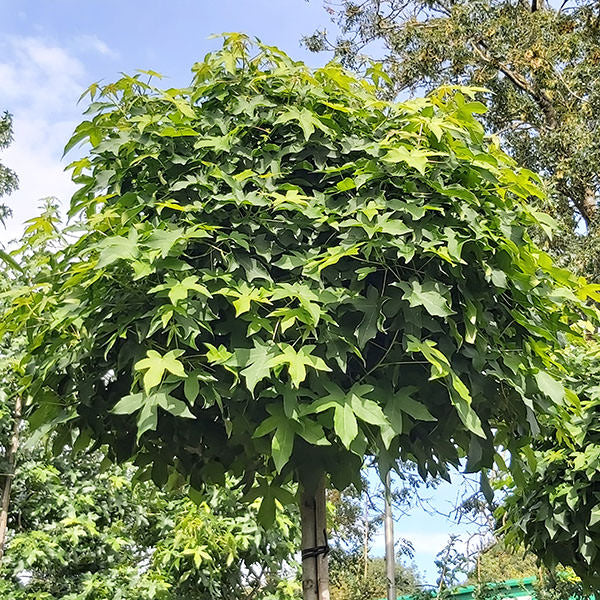 Liquidambar styr. 'Gumball'