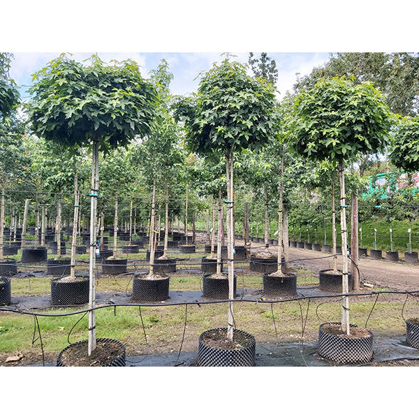Liquidambar styr. 'Gumball'