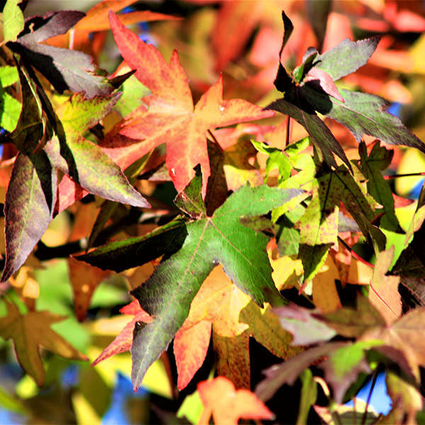 Liquidambar styr. 'Worplesdon'