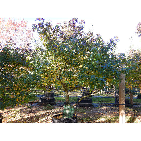 Liquidambar styr. 'Worplesdon'