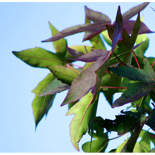 Liquidambar styr. 'Worplesdon'