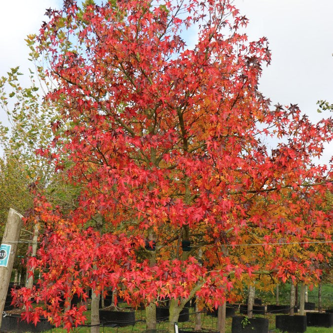 Liquidambar styr. 'Worplesdon'